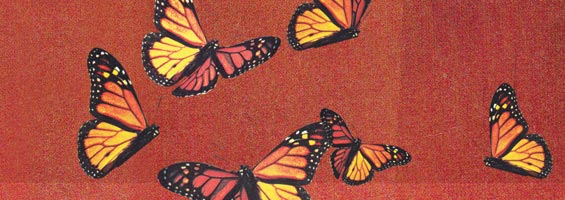 image by Kathryn Macnaughton